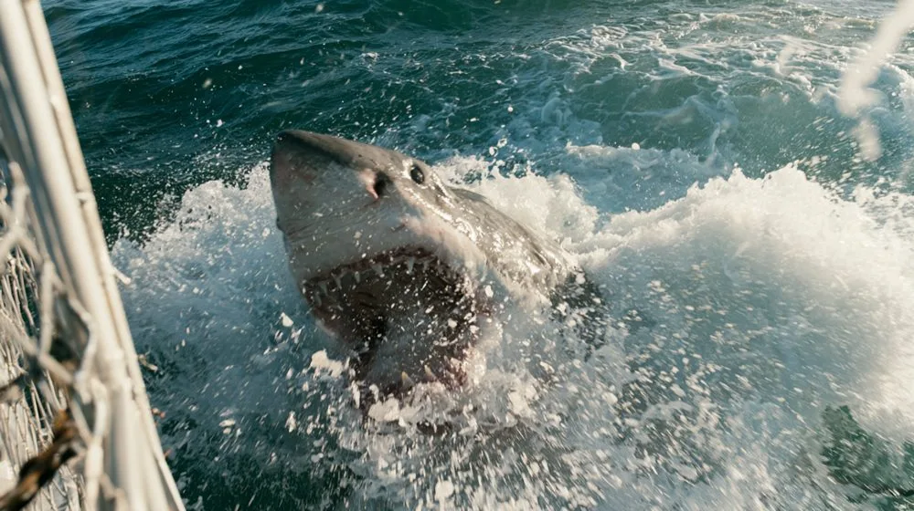 A great white shark breaking the surface beside a dive cage — development artwork for With Teeth